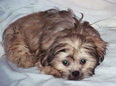 Close up front view - A tan with black Peke-a-poo puppy is laying down on a human's bed that is covered in a white blanket.