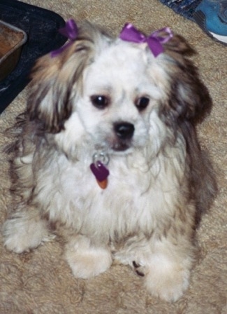 Close up - A tan with black and white Peke-a-poo puppy is sitting on a tan carpet wearing two purple ribbons on its ears and looking to the right.