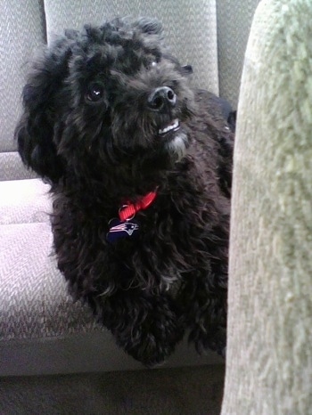 A black Peke-a-poo  is laying in the backseat of a vehicle looking up and to the right. It has a New England Patriots charm hanging from its collar. The dog has an underbite and its bottom teeth are showing.