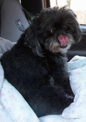 The back of a black with white Peke-a-poo dog that is sitting on top of a white blanket inside of a Ram Truck. The dog is turned and looking back at the camera. It is licking its nose.