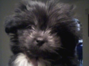 Close up head shot - A fuzzy, black with white Peke-a-poo puppy