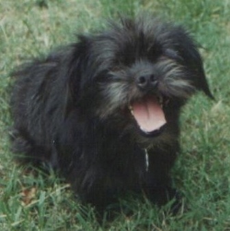 Close up front side view - A shaggy, black Peke-a-poo is sitting in grass looking up. Its mouth is open and its tongue is showing.