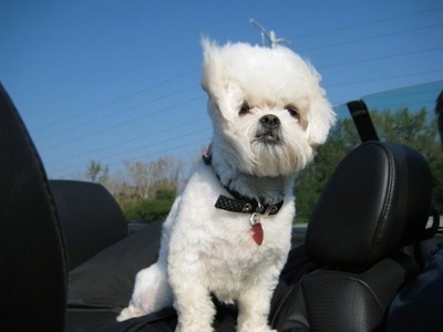 A white Peke-a-poo dog is sitting in the backseat of a moving convertible vehicle that has black leather seats. Its hair is blowing in the wind.