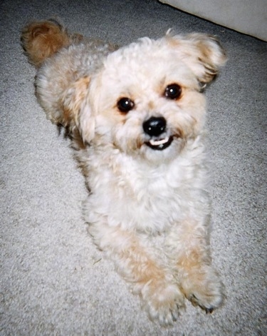Front view - A white and tan Peke-a-poo dog is laying on a carpet and it is looking up. It has an underbite and the bottom row of its teeth are showing.