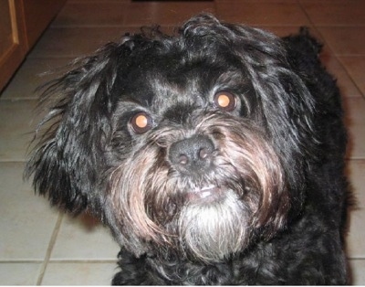 Close up head shot - A black Peke-a-poo dog is standing on a tan tiled floor and it is looking forward. Its head is slightly tilted to the left.