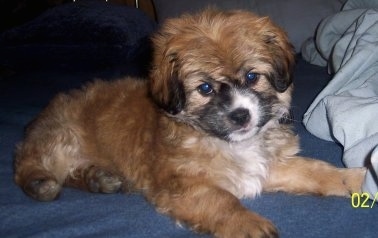 Side view - A fluffy, tan with white and black Peke-a-poo puppy is laying on a blue blanket on a bed looking forward.