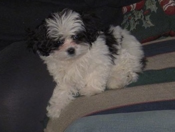 Side view - A white with black Peke-a-poo puppy is laying against the back of a green and white couch looking forward.