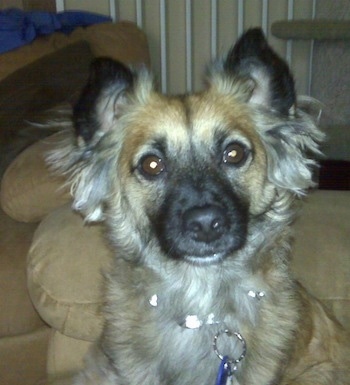 Close up front view head and neck shot - A perk-eared, tan with black and white Peke-Italian is sitting on a tan couch looking forward.