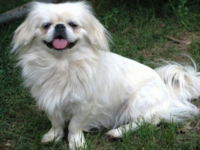 Side view - A white Pekingese is sitting in a field and it is looking forward. Its mouth is open and its tongue is out.