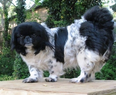 Left Profile - A black and white parti-colored Pekingese is standing on a wooden table and it is looking forward.