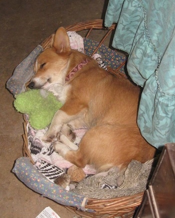 Welsh+corgi+puppy+sleeping