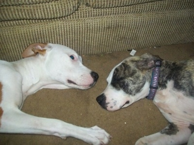 Fat Pitbull Puppies