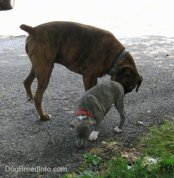 A brown with black and white Boxer is sniffing the rear of a blue-nose brindle Pit Bull Terrier puppy. The puppy is sniffing the blacktop surface.