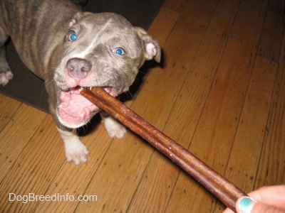 Close up - A blue-nose brindle Pit Bull Terrier puppy is standing on a hardwood floor and he is chewing on a bully stick that a person with blue fingernails is holding.