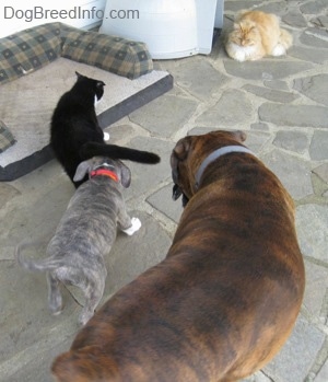 The back of a blue-nose brindle Pit Bull Terrier puppy that is sniffing a cats rear and standing next to him is a brown with black and white Boxer on a stone porch. There is a longhaired orange and white cat watching in the distance.