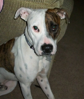 Close up - A white with brown American Pit Bull Terrier is sitting next to a couch and it is looking forward.