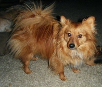 The right side of a red with white Pomimo that is standing on a carpet and it is looking forward. Its coat is long and its tail is curled over its back. It has perk ears and short legs.