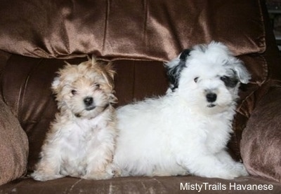 Preemie puppy and his littermate sitting in a recliner