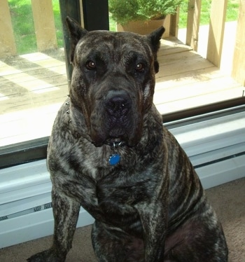 A large-breed, bully-type, black brindle Presa Canario is sitting in front of a sliding glass door looking forward.
