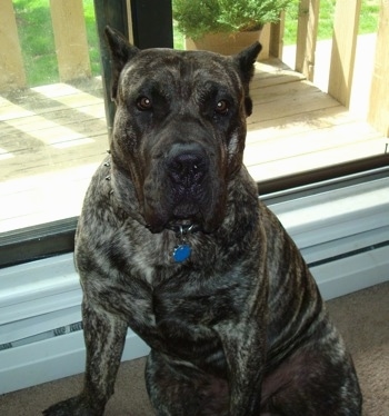 purebred Presa Canario at