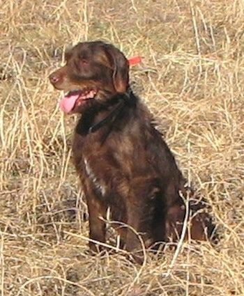Front side view - A wavy coated, brown with white Pudelpointer dog is sitting in tall brown grass and it is looking to the left. Its mouth is open and tongue is out.