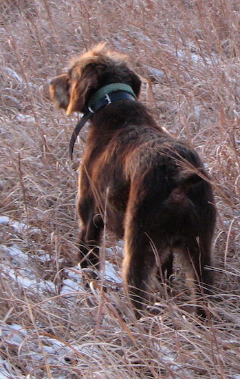 Pudelpointer, Slugger aka Prairie Trout's Buck Dancer on point.