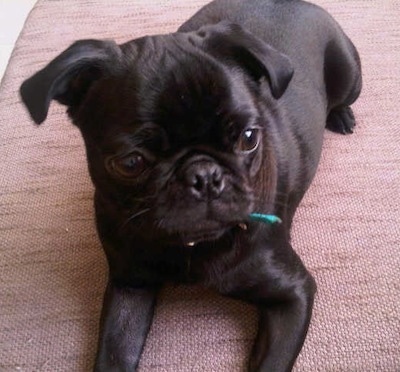 Close up front side view - A black Pug is laying on a light maroon rug and it is looking to the right.