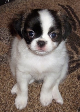 Pug+shih+tzu+mix+puppies