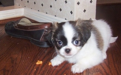 A white with black and tan Pug-Zu puppy is laying on a hardwood floor and it is looking forward. There is a shoe to the left of it. It has large round eyes.