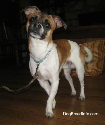 Scooby the tan, white and black Pughuahua is beginning to walk across a hardwood floor. His head is tilted to the right. There is a wicker basket behind him