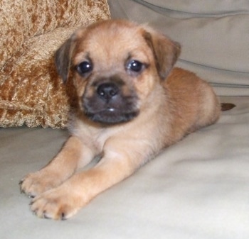 Close up front side view - A tan with black Pugwich puppy is stretched out laying across a bed in front of a tan and brown pillow looking forward.