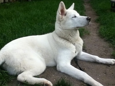 Side view - The right side of a thick-coated white Pungsang Dog laying outside in grass across a dirt trail. It is looking up and to the right.