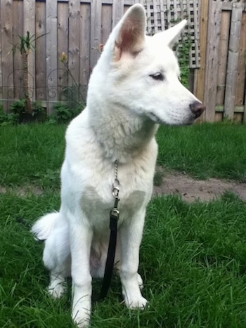 Front view - A perk-eared, white Pungsan Dog is sitting in grass looking to the right. There is a wooden privacy fence behind it.