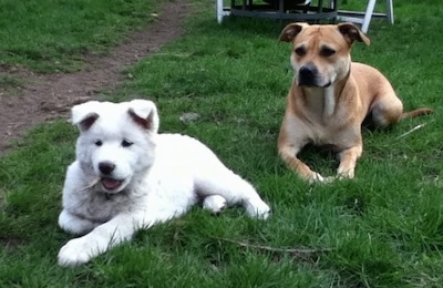 A small, young white Pungsang dog puppy is laying outside in a lawn with a stick next to it and it is looking to the left. There is a brown mixed breed dog behind it. The puppy's small ears are standing part way up with the tops flipped over hanging to the front.