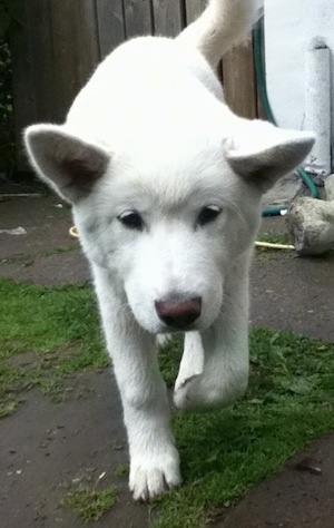 Front view - A white Pungsang Dog puppy is walking down grass and dirt. Its head is level with its body and it is walking forward. Its tail is wagging and its nose is brown.