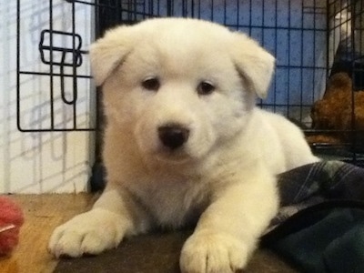 Close up front view - A young white Pungsang Dog puppy is laying with its front end on a tan carpet and its back end inside of a dog crate looking forward. Its small ears are hanging down.