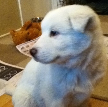 Close up front side view - A white Pungsang Dog puppy is sitting on a kitchen table looking to the left. Its small ears are hanging down.