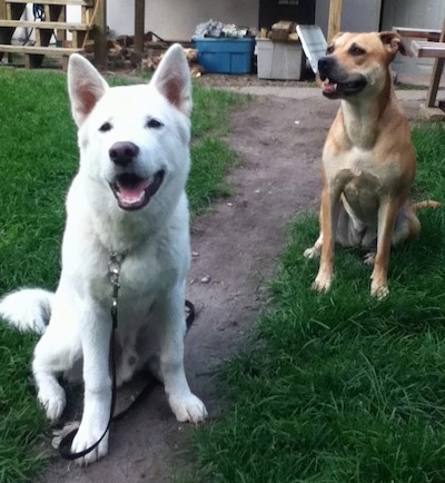 Front view - A large perk-eared, white Pungsang Dog puppy is sitting on a dirt path and it is looking forward. Its mouth is open and it looks like it is smiling. There is a brown dog sittting behind it and it is looking to the left with its mouth slightly open. The dogs are about the same size.