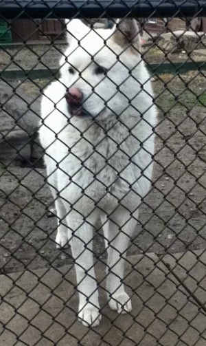 Front view - A white Pungsan Dog is standing behind a chain link fence with its front end on a sidewalk and its back end in dirt looking to the left. The dog's nose is brown.