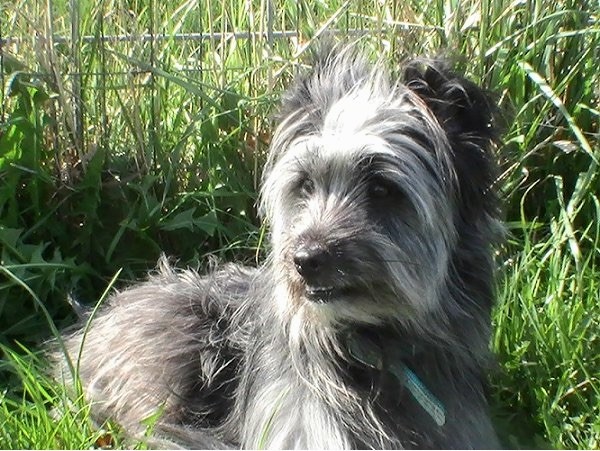 Li the PyreShep laying in grass in front of a fence