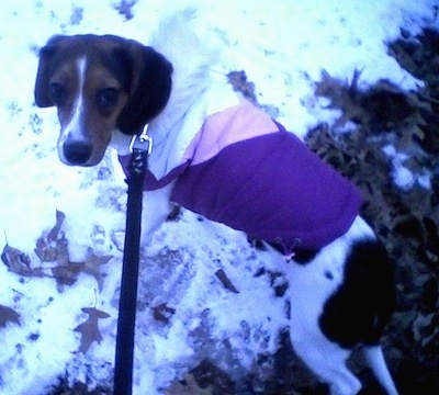 The back left side of a white and black with brown Queen Elizabeth Pocket Beagle wearing a vest looking up.