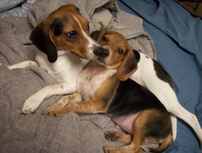 mini beagle puppies. Beagle puppy (right).