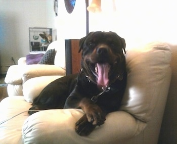 Front view - A huge black with brown Rottweiler dog is laying across a couch on the arm. Its mouth is open, its big tongue is hanging out and it looks like it is smiling.