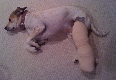 Maggie the Pit Bull mix dog is laying down on a tan carpeted floor on her side with a large cast over her leg.