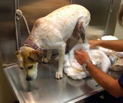 Maggie the Pit Bull mix is standing on a metal table lifting her leg out of the rest of the cast as the veterinarian moves the cotton out of the way