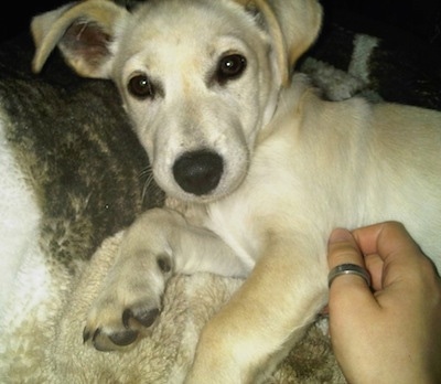 Close up - A tan Rus-A-Pei puppy is laying on a blanket and it is looking forward. A person wearing a silver thumb ring is rubbing the side of the puppy.