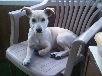 A tan Rus-A-Pei puppy is laying across a plastic chair looking forward. Its big ears are folded but sticking out to the sides like a muppet.