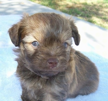 Close up front view - A small, young brown Russian Tsvetnaya Bolonka puppy is sitting on a porch and it is looking up and to the right.