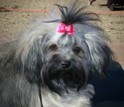 Close up - A longhaired grey with white and black Russian Tsvetnaya Bolonka is standing in dirt and it is looking forward. It has a pink ribbon in its top knot. It has darker fur on its face with a lighter body.