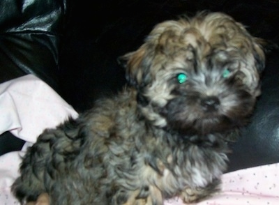 Close up side view - A little tan with black Russian Tsvetnaya Bolonka puppy is sitting on a pink blanket and on top of a black couch. It is looking forward.